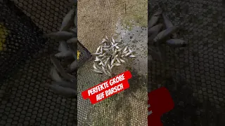 Angeln auf barsch mit Köderfisch