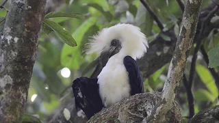 Magnificent Birds of Borneo
