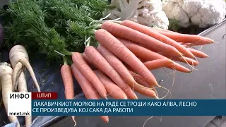 Лакавичкиот морков на Раде се троши како алва, лесно се произведува кој сака да работи