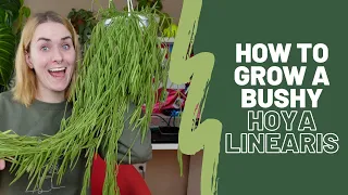 Hoya Linearis Care Guide | How to grow a bushy one