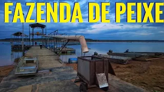 VISITAMOS UMA FAZENDA DE PEIXE! COLHEITA DE TILÁPIA NO RIO SÃO FRANCISCO, MORADA NOVA, MINAS GERAIS