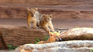 Lion cubs rip and roar in new home