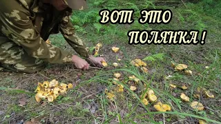 Вот это полянка! Собираю грибы лисичка