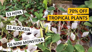 $3 Hoya Pachyclada, $6 Alocasia Pink Dragon, etc. A Lot of Tropical Plants 70% OFF!