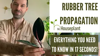 Rubber Tree Propagation (All You Need to Know in 17 Seconds)