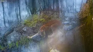 Рысь в Налибокской пуще Lynx in Naliboki forest