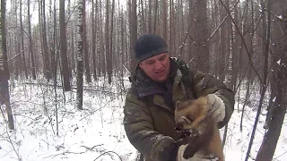 Охота,куница,делаем первый загон на косулю.2019.