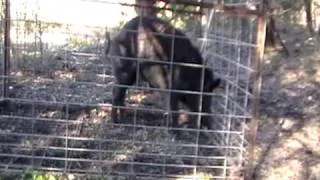 BackwoodsBoys Hog Trapping #1