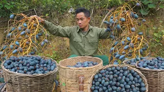 FULL VIDEO: 65 days of harvesting cassava, cucumbers, dragon fruit, palm fruit to sell at the market