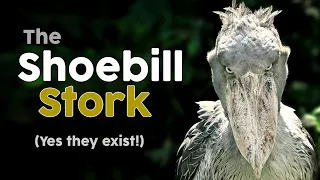 Shoebill Stork Facts 👉 Dinosaur Bird! AMAZING!