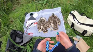 Dyfi Ringing 2021