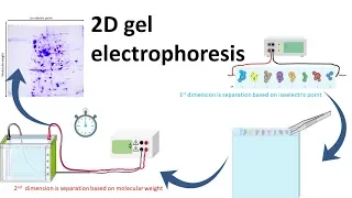 2D gel electrophoresis