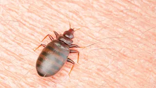 ‘No one is safe’: Paris suffering massive bed bug infestation