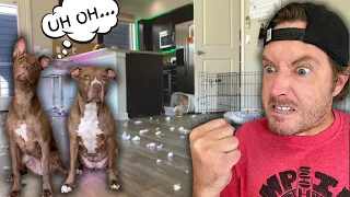 The dogs destroyed our living room!