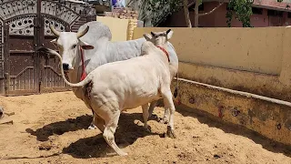 👍SUPER#EXCELLENT##HARYANA BREED👍TODAY PREGNANT BY RUDRANATH MAHARAJ JI 🙏