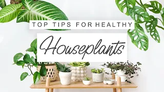 House Plant Care Tips For Beginners 🌱 TIPS and TRICKS For Houseplants