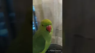 Angry parrot watching cam