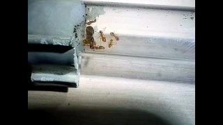 Lasius flavus (Желтый земляной муравей)  Наблюдение