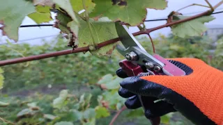 Предварительная обрезка винограда осенью. Prepruning grapes in autumn