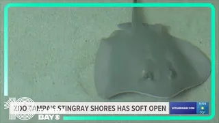 Get up close with stingrays at Zoo Tampa's Stingray Shores