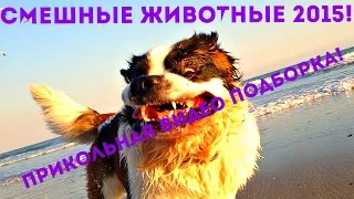 Смешные Животные 2015 / Прикольная Видео Подборка!