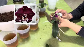Пересадка малечі із 1.7 🪴#orchid #орхідеї #flowers #пересадка#