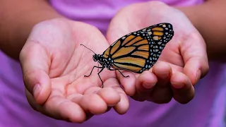 Great BIG Nature: Monarch Butterfly Migration will leave you mystified