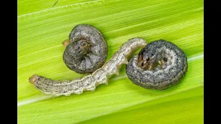 Learn How to Naturally Control Cutworms