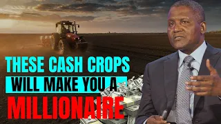 Profitable cash crops business ideas which will make you a millionaire instantly!