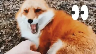 Вы когда-нибудь слышали, как смеются лисы?  Have you ever heard foxes laugh?