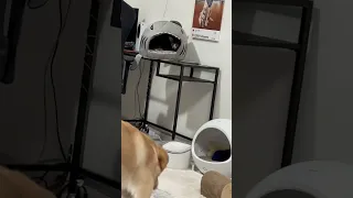 Кто лучше, коты или собаки?🐱🐶