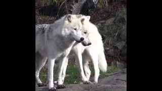 Two White Wolf🐺🐺Standing||Wolf Video||#shorts #wolf #standing