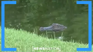 Alligator attack: Woman killed at Florida golf course | Morning in America