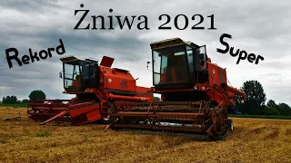 Polskie Żniwa 2021 ☆ Bizon Rekord & Bizon Super ☆ 🌾 Pszenica pod kosę🌾