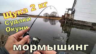 Щука 2 кг на МОРМЫШИНГ. И ещё судачки и окуни