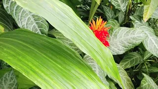 Beautiful flowers and birds combine.