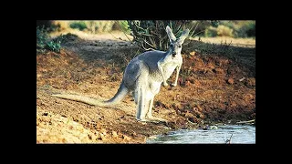 Wildest Australia - The Secrets of Nature