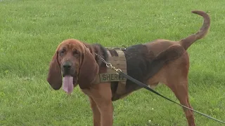 K9 named Boone who has been battling cancer is back at work