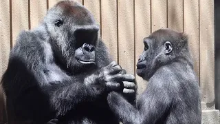 Gorilla⭐️ After playing,Kintaro asks his mother to check if he is injured.【Momotaro family】