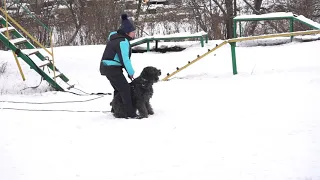 Фландрский бувье. Зима. Тренировка.