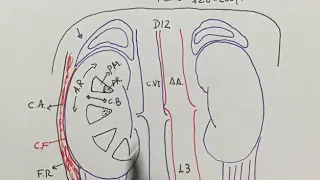 Anatomía del riñón