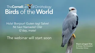 BOW Discovery Webinar: Avian Taxonomy Update 2022