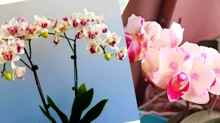 Первый роспуск орхидеи- бабочки!🌺🌺🌺