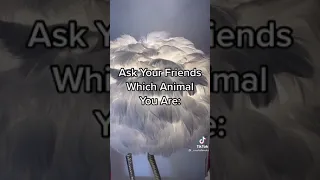 Ask your friend which animal you are : )