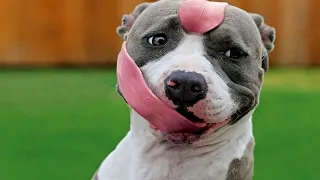 You Laugh, You Lose   Silly Dogs to Make You Laugh All Day -  Funniest Pets Videos