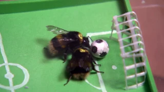 Bees learn how to play soccer | Daily Planet