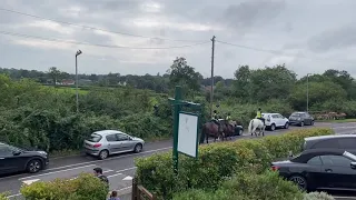 Утренние прогулки верхом. Morning Horseback Riding in the  Windsor, UK