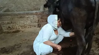 aandhi or barish mein💁🫣 he start ki 🤔🙃🐃🦬buffalo 🦬🐃 milking #mstifun #dailyvlog #jdraman