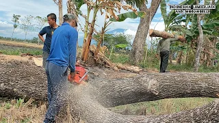 As quick and easy as cutting bread, Cut down 3 trembesi trees, Husqvarna 3120xp.