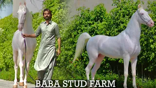 Punjab ~ Actor,Stud Farm Owner,Super Model 😱😱😱| Baba Stud Farm | Marwari Horses | Nukra Horses